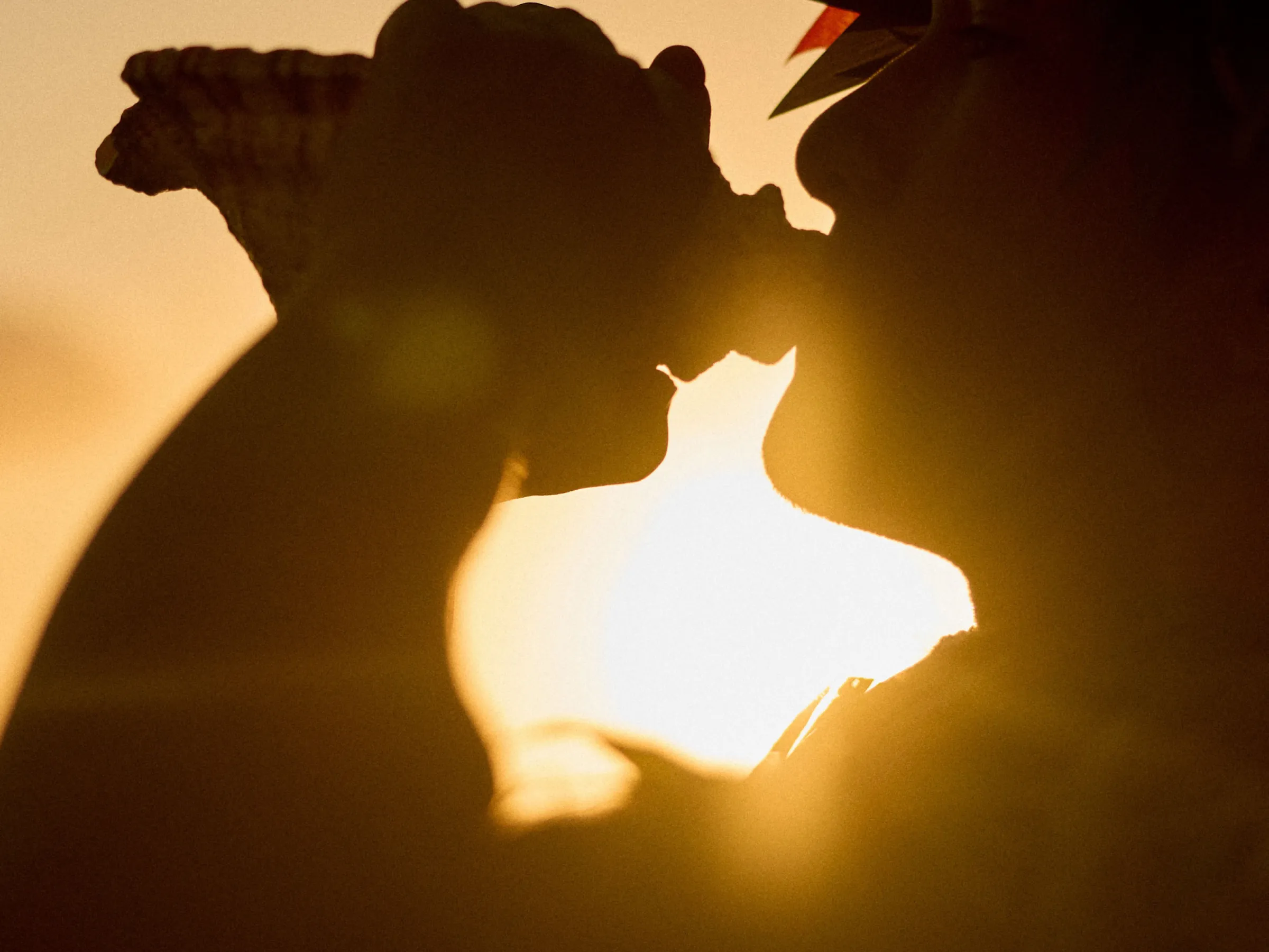 Silhouette of person blowing a conch shell at sunset.